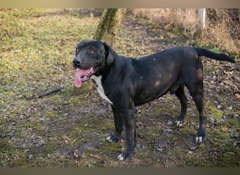 Piper: verdient eine zweite Chance