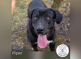 Piper: verdient eine zweite Chance