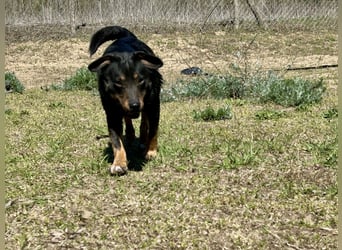 Traumhund Mukki