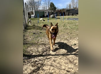 Wunderbare Lola, 3 Jahre alt, sucht dich!