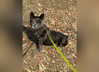 Daisy möchte wieder ein Zuhause haben (Auf Pflegestelle in Bremen).
