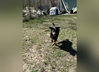 Traumhund Mukki
