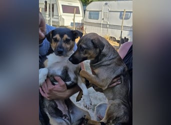 Sina möchte ein liebevolles Zuhause!