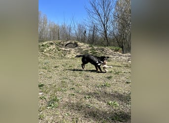 Traumhund Mukki