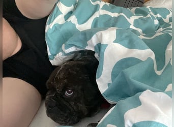 Daisy möchte wieder ein Zuhause haben (Auf Pflegestelle in Bremen).