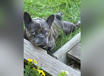 Daisy möchte wieder ein Zuhause haben (Auf Pflegestelle in Bremen).