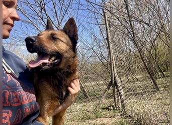 Wunderbare Lola, 3 Jahre alt, sucht dich!