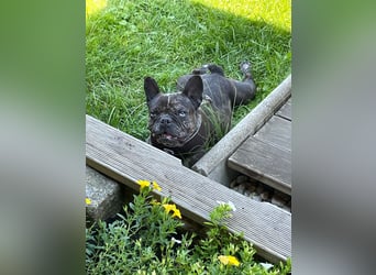 Daisy möchte wieder ein Zuhause haben (Auf Pflegestelle in Bremen).