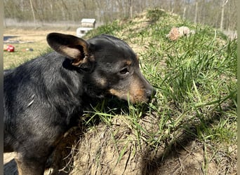 Traumhund Mukki