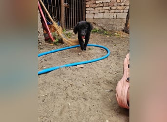 Sissi möchte das Tierheim schnell verlassen.