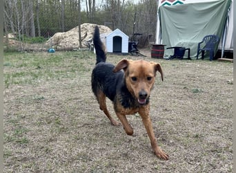 Verspielter, kuscheliger Felix sucht sein Zuhause!