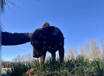 Traumhund Mukki