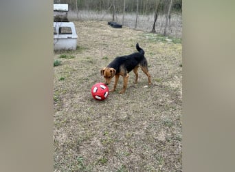 Verspielter, kuscheliger Felix sucht sein Zuhause!