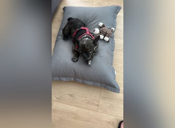 Daisy möchte wieder ein Zuhause haben (Auf Pflegestelle in Bremen).
