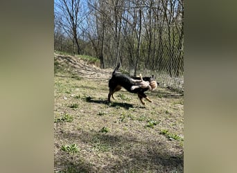 Traumhund Mukki