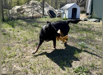 Traumhund Mukki