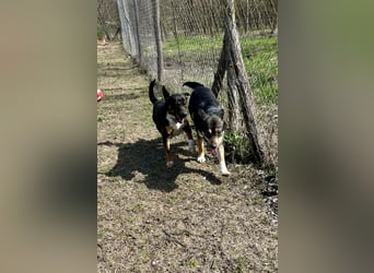 Liebevolle Hündin “Mami” sucht ihre Menschen