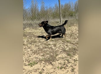 Traumhund Mukki