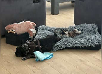 Daisy möchte wieder ein Zuhause haben (Auf Pflegestelle in Bremen).