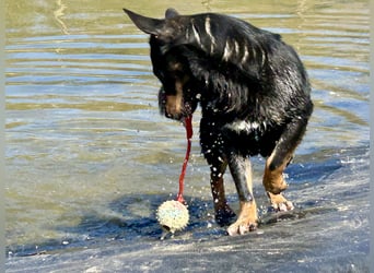 Traumhund Mukki