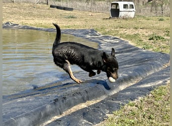 Traumhund Mukki
