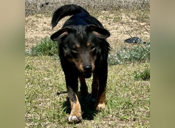 Traumhund Mukki