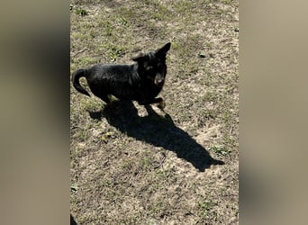 Traumhund Mukki