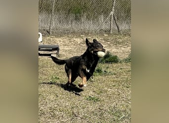 Traumhund Mukki