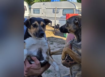 Sina möchte ein liebevolles Zuhause!