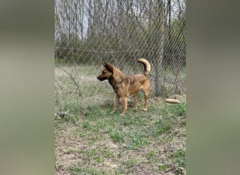 Wunderbare Lola, 3 Jahre alt, sucht dich!
