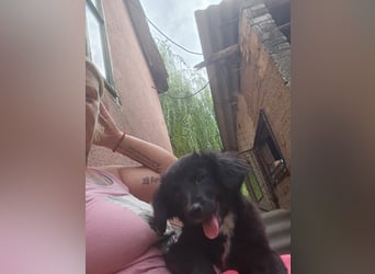 Sissi möchte das Tierheim schnell verlassen.