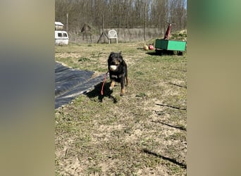 Traumhund Mukki