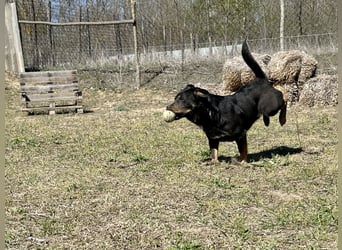 Traumhund Mukki