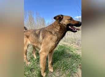 Wunderbare Lola, 3 Jahre alt, sucht dich!