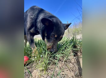 Traumhund Mukki
