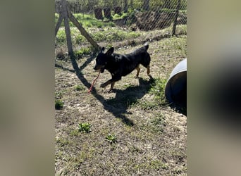 Traumhund Mukki