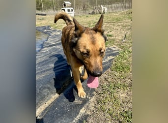 Wunderbare Lola, 3 Jahre alt, sucht dich!