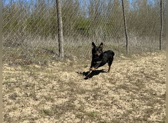 Traumhund Mukki