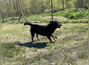 Traumhund Mukki