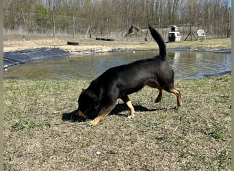 Traumhund Mukki