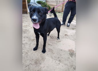 Unser Stitch (ca. 40 cm) sucht seinen Menschen.