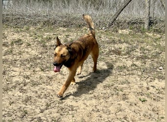 Wunderbare Lola, 3 Jahre alt, sucht dich!