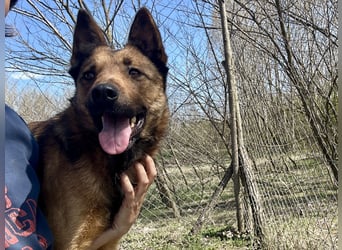 Wunderbare Lola, 3 Jahre alt, sucht dich!