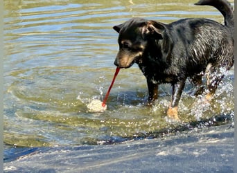 Traumhund Mukki