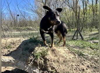 Traumhund Mukki