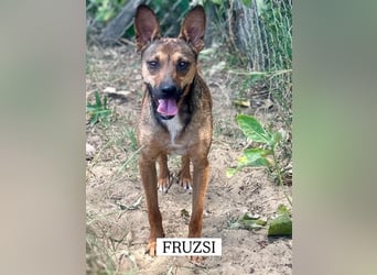 Die süße Fruzsi sucht eine Familie.