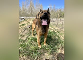 Wunderbare Lola, 3 Jahre alt, sucht dich!