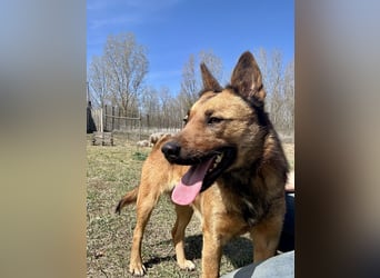 Wunderbare Lola, 3 Jahre alt, sucht dich!