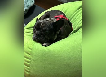 Daisy möchte wieder ein Zuhause haben (Auf Pflegestelle in Bremen).