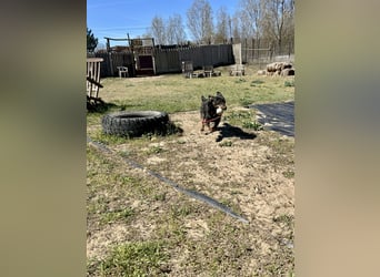 Traumhund Mukki